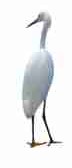 Aigrette neigeuse